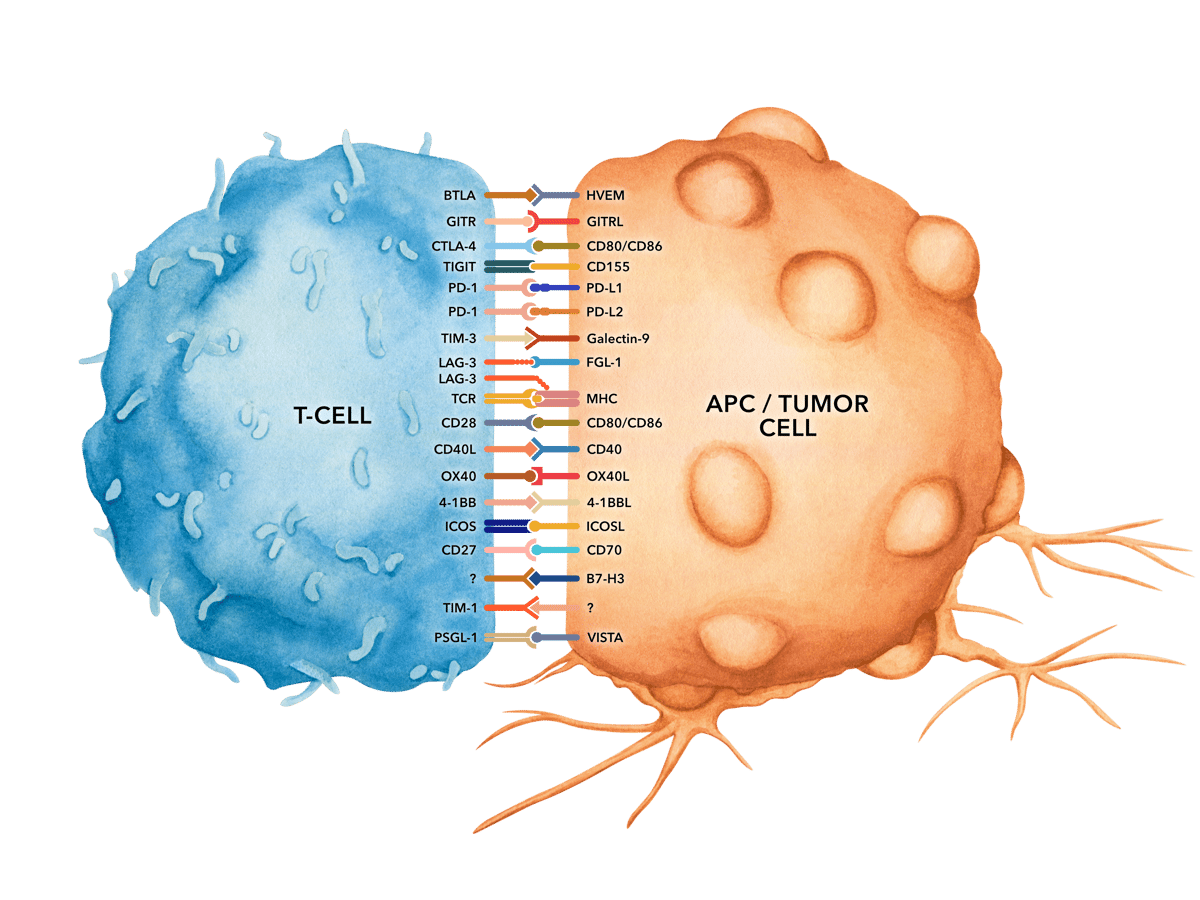 Immune true survival обзор